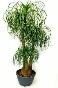 ポニーテール・観葉植物12号鉢