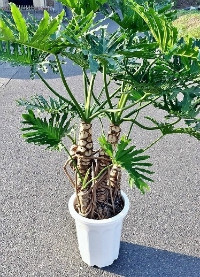 セローム・観葉植物10号鉢