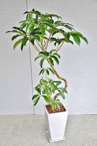 ツピタンサス・観葉植物10号鉢