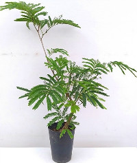 エバーフレッシュ・観葉植物5号鉢