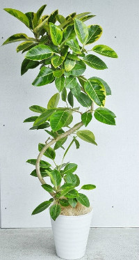アルテシーマ・観葉植物10号鉢
