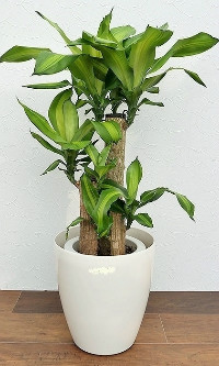 幸福の木・観葉植物8号鉢ドラセナ・マッサン