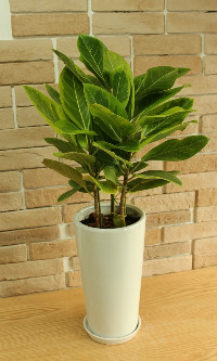 アルテシーマ・観葉植物陶器鉢