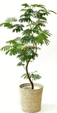 エバーフレッシュ・観葉植物10号鉢