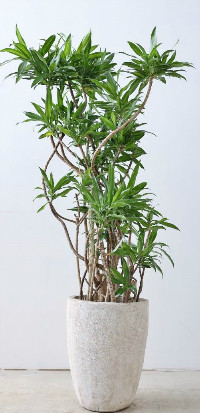リフレクサ・観葉植物10号鉢