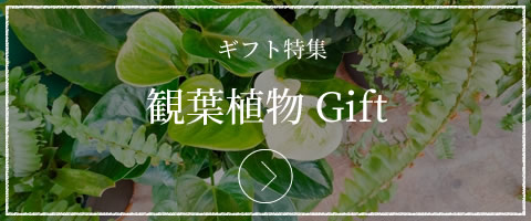 観葉植物 Gift